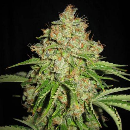 White Russian Auto Feminiert