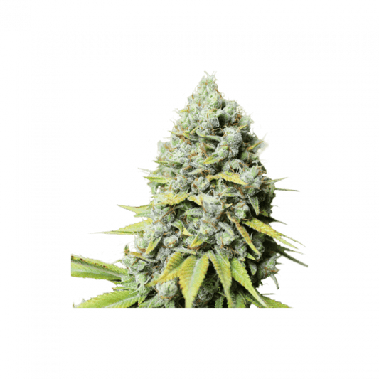 Kosher Haze Regulär