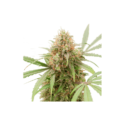 AK Triple Haze Auto Feminisiert