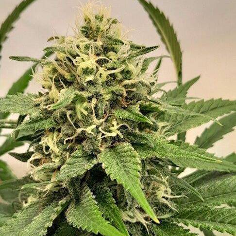 Crystal White Kush Feminisiert