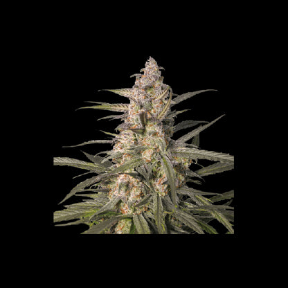 Northern Dragon Fuel Auto Feminisiert