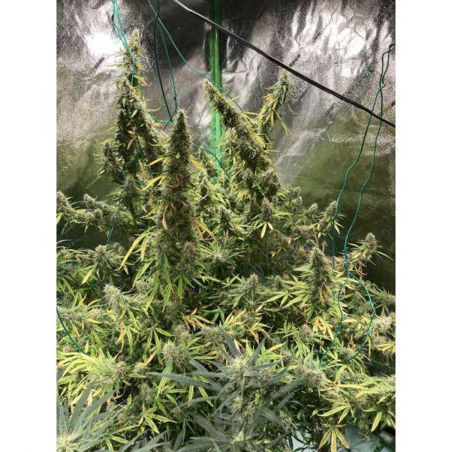 Northern Dragon Fuel Auto Feminisiert