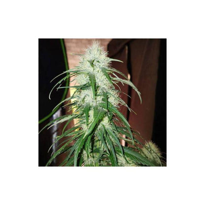 TNT Trichome Feminisiert