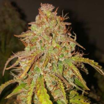 Fat Pete's Cookies Auto Feminisiert