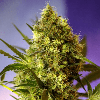 Big Devil #2 Auto Feminisiert