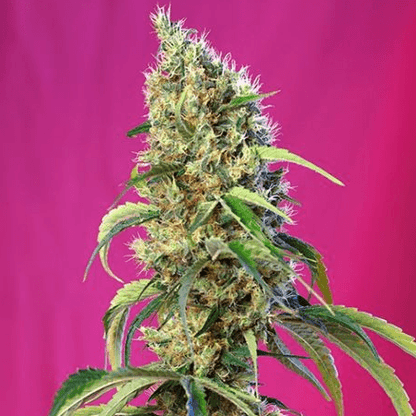 Black Jack CBD Feminisiert