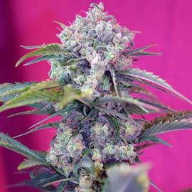 Cream Mandarine Auto Feminisiert