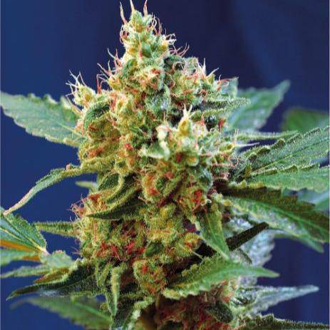 Cream Mandarine XL Auto Feminisiert