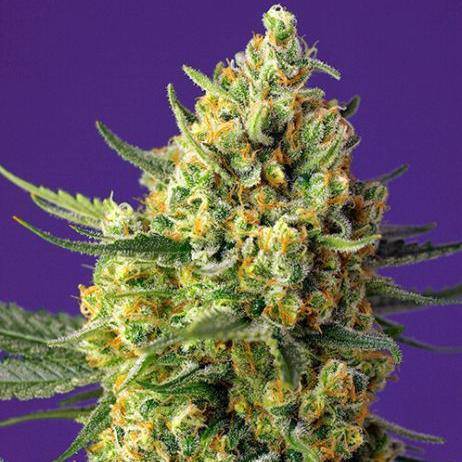 Crystal Candy XL Auto Feminisiert