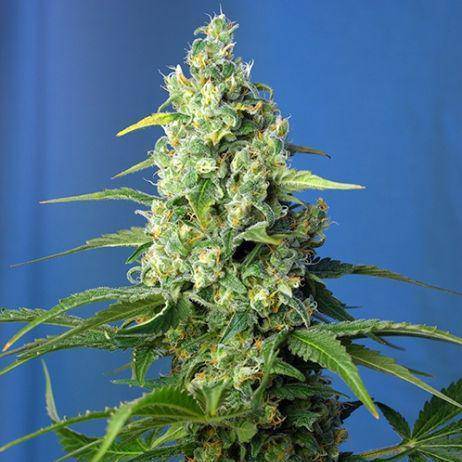 Honey Peach CBD Auto Feminisiert