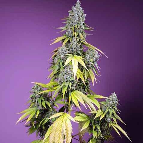 Jet Fuel Mandarine XL Auto Feminisiert