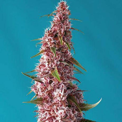 Red Pure CBD Auto Feminisiert