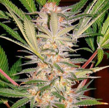 S.A.D. Sweet Afghani Delicious S1 Feminisiert