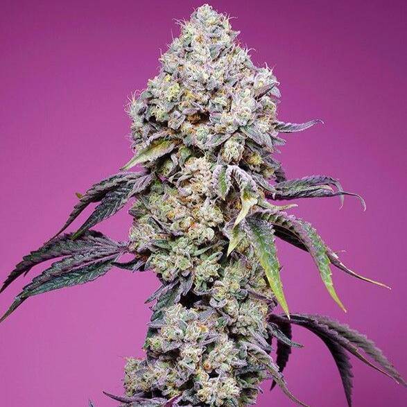 Sweet Mandarine Zkittlez F1 Fast Version Feminisiert