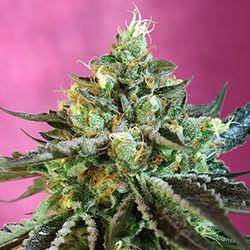 Sweet Nurse CBD Auto Feminisiert