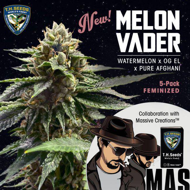 Melon Vader Feminisiert