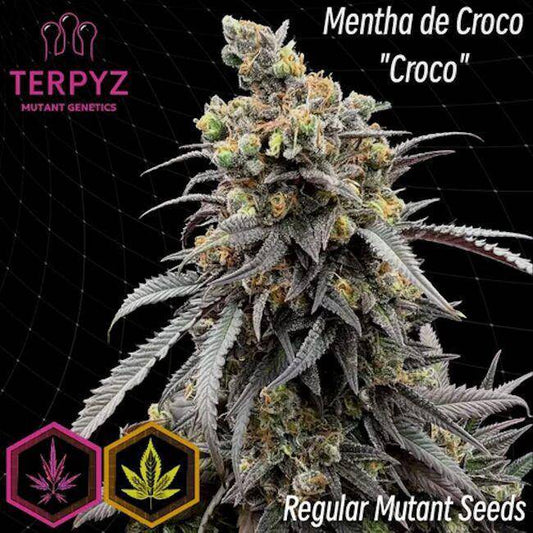 Mentha de Croco 'Croco' Bx Regulär