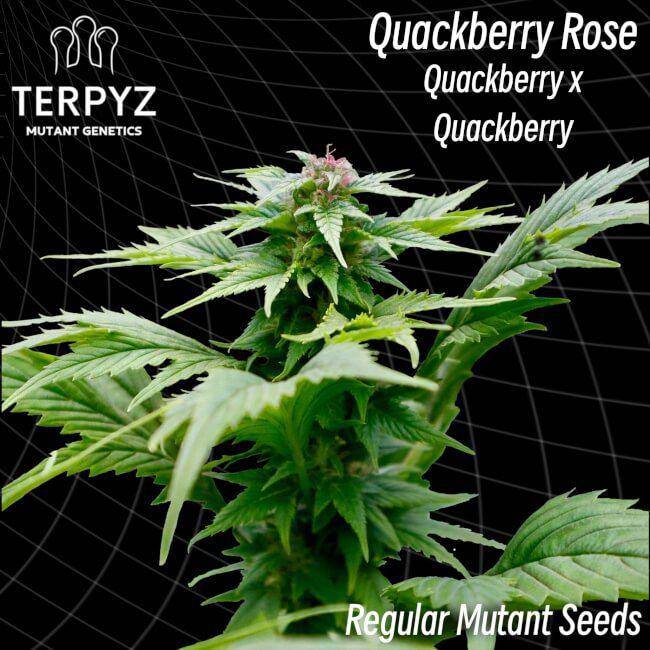 Quackberry Rose Regulär