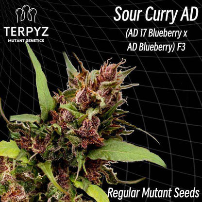 Sour Curry AD Regulär