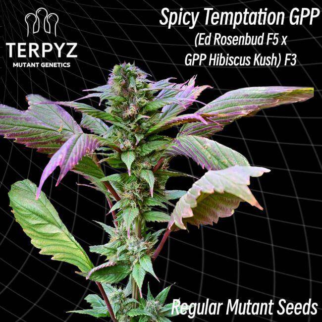 Spicy Temptation GPP Regulär