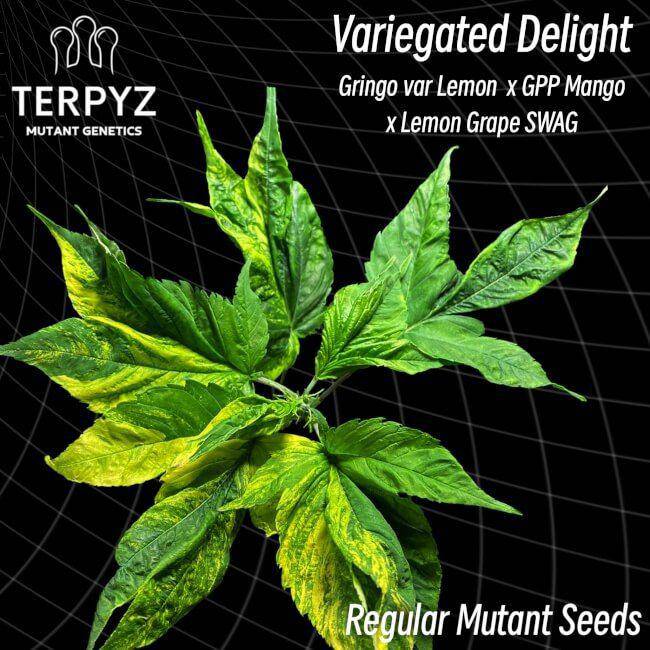 Variegated Delight Regulär