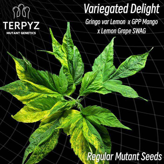 Variegated Delight Regulär