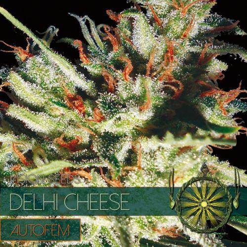 Delhi Cheese Auto Feminisiert