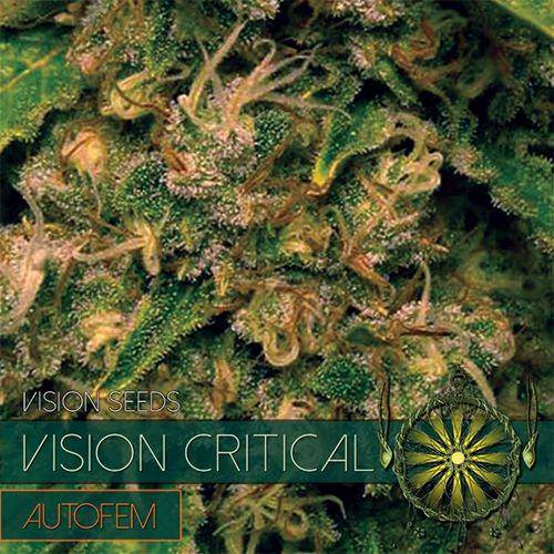 Vision Critical Auto Feminisiert