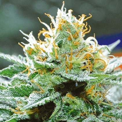 Amnesia x Buddha Kush Feminisiert