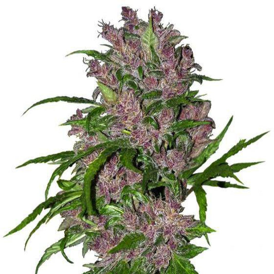 Purple Bud Auto Feminisiert