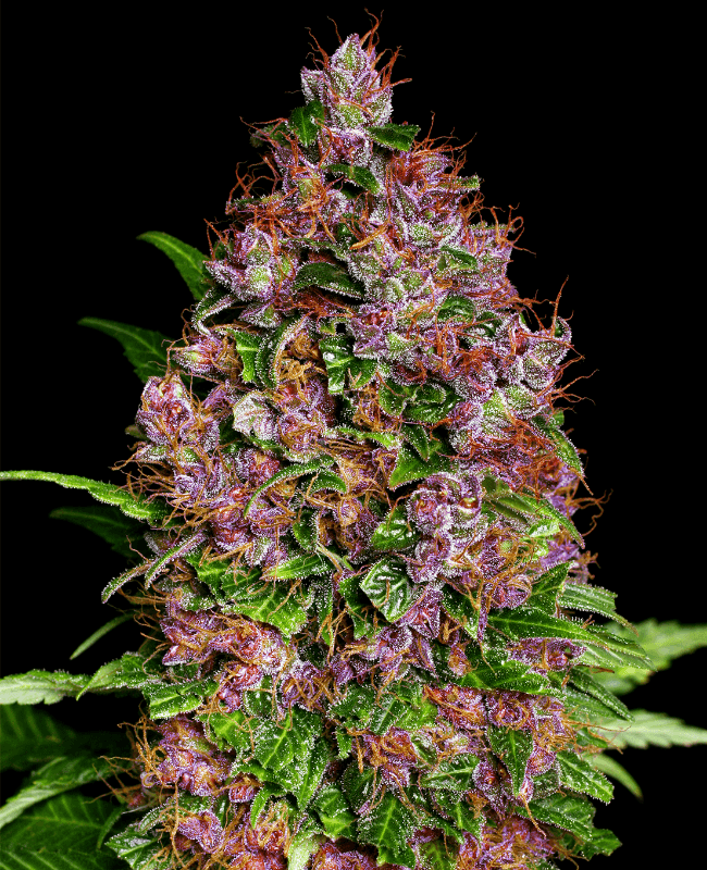 Purple Bud Feminisiert