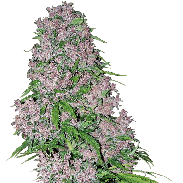 Purple Bud Feminisiert