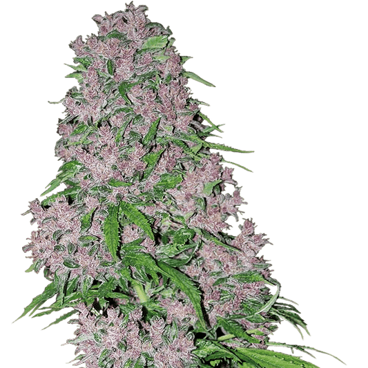 Purple Bud Feminisiert