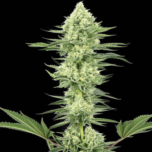 White Gorilla Haze Feminisiert