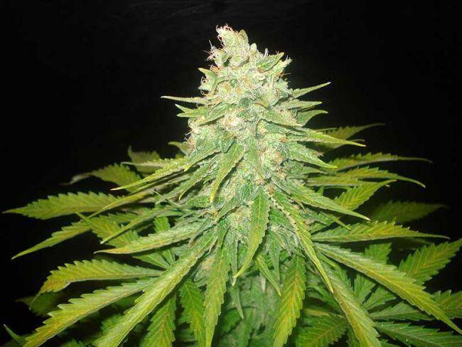 Mazar x Great White Shark Feminisiert